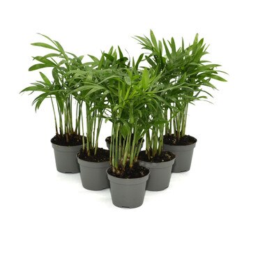 Collection of 6 Palour Palm Plants